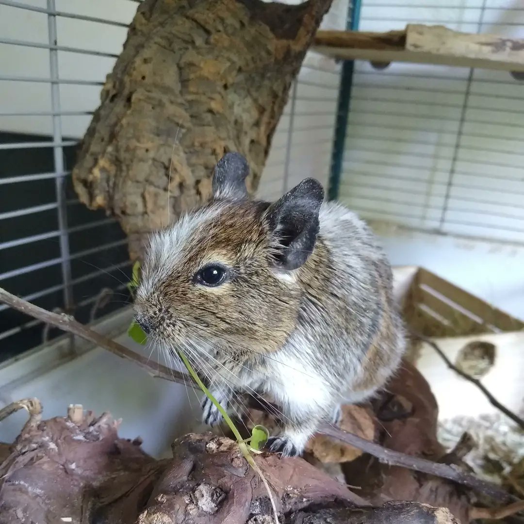 MoonMoon1994666's tweet photo. My lovely boy Diego 🥰💙
#degus #smallanimals #degu #degus #smallboy #animal #lovePets #pets #SmallPets #cute #Small #Diego #rodents #mypets #cutedegu #sweet #gnaver #mitkæledyr #hygge #cozy #happy https://t.co/lTOBr5htA6