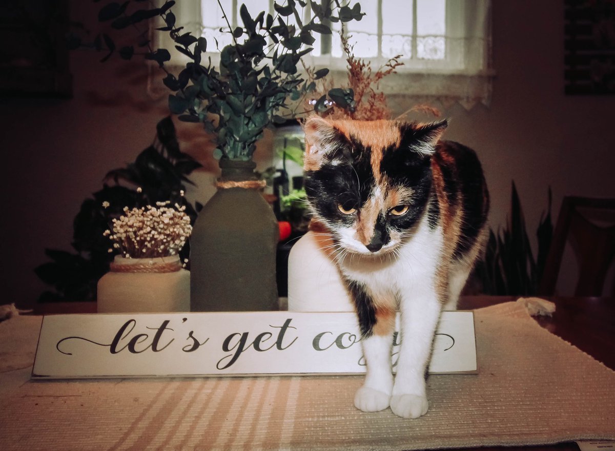 hearshay__'s tweet photo. anyways here's my cats https://t.co/hAVKCioTnD