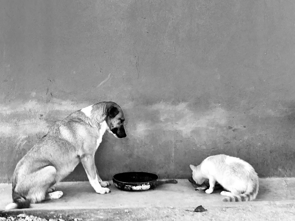 ChekoChR1's tweet image. • Perros y Gatos • 
#chekochr #mascotas #partedelafamilia #perrosygatos #perros #gatos #paciencia #atencion #sinpelea #ayutlamixe #oaxaca #sierramixe