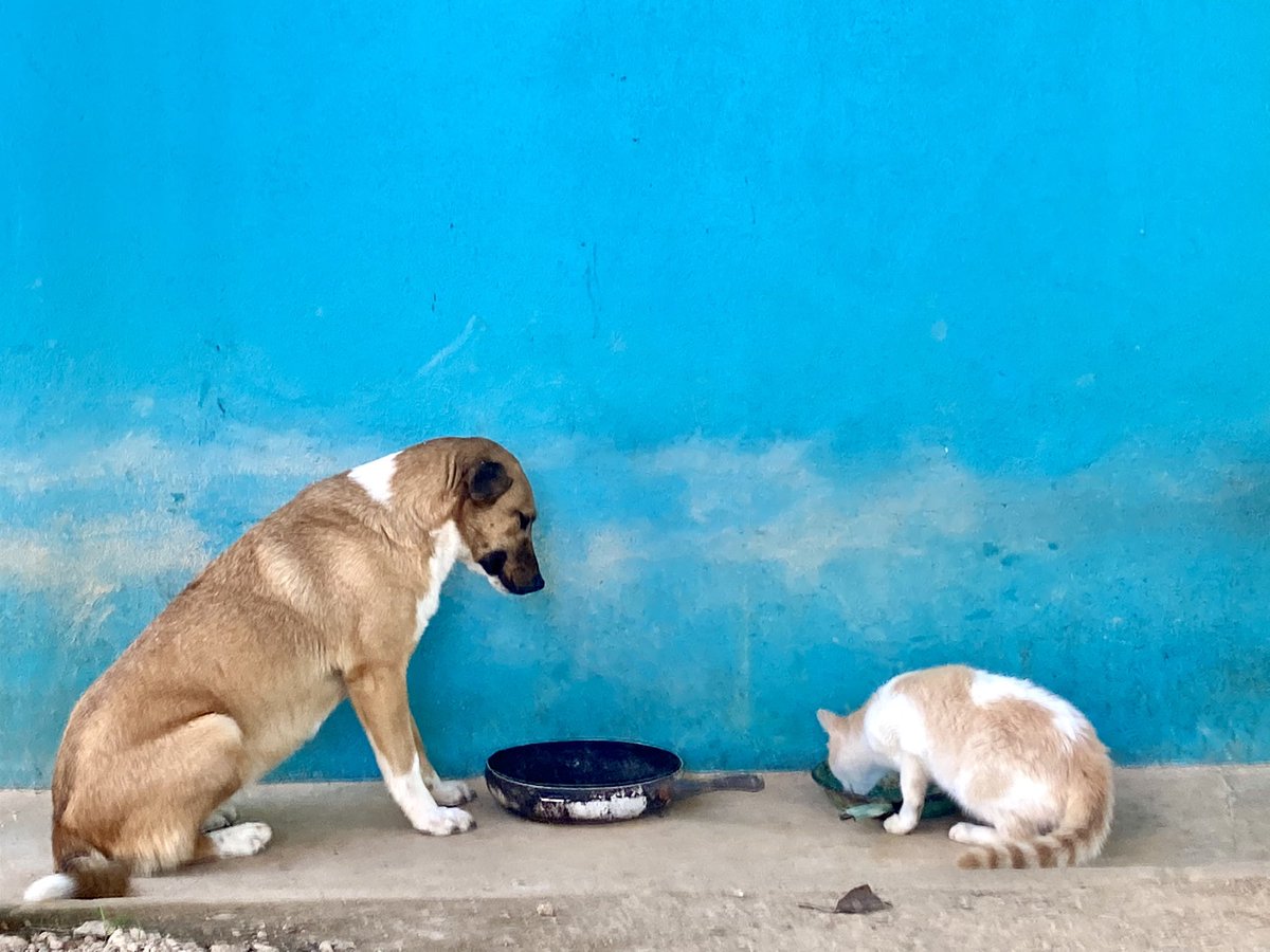 ChekoChR1's tweet image. • Perros y Gatos • 
#chekochr #mascotas #partedelafamilia #perrosygatos #perros #gatos #paciencia #atencion #sinpelea #ayutlamixe #oaxaca #sierramixe
