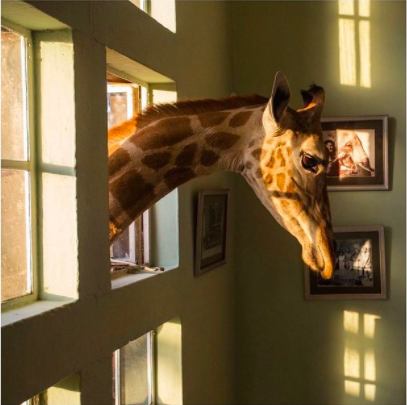 TheSafariCollection (@giraffe_manor) on Twitter photo “After over a year and a half without picking up my camera, I’m looking forward to returning to my favorite Continent next month, and one of my favorite places on Earth” - <a href="/robindmoore/">Robin Moore</a> “After over a year and a half without picking up my camera, I’m looking forward to returning to my favorite Continent next month, and one of my favorite places on Earth” - <a href="/robindmoore/">Robin Moore</a>