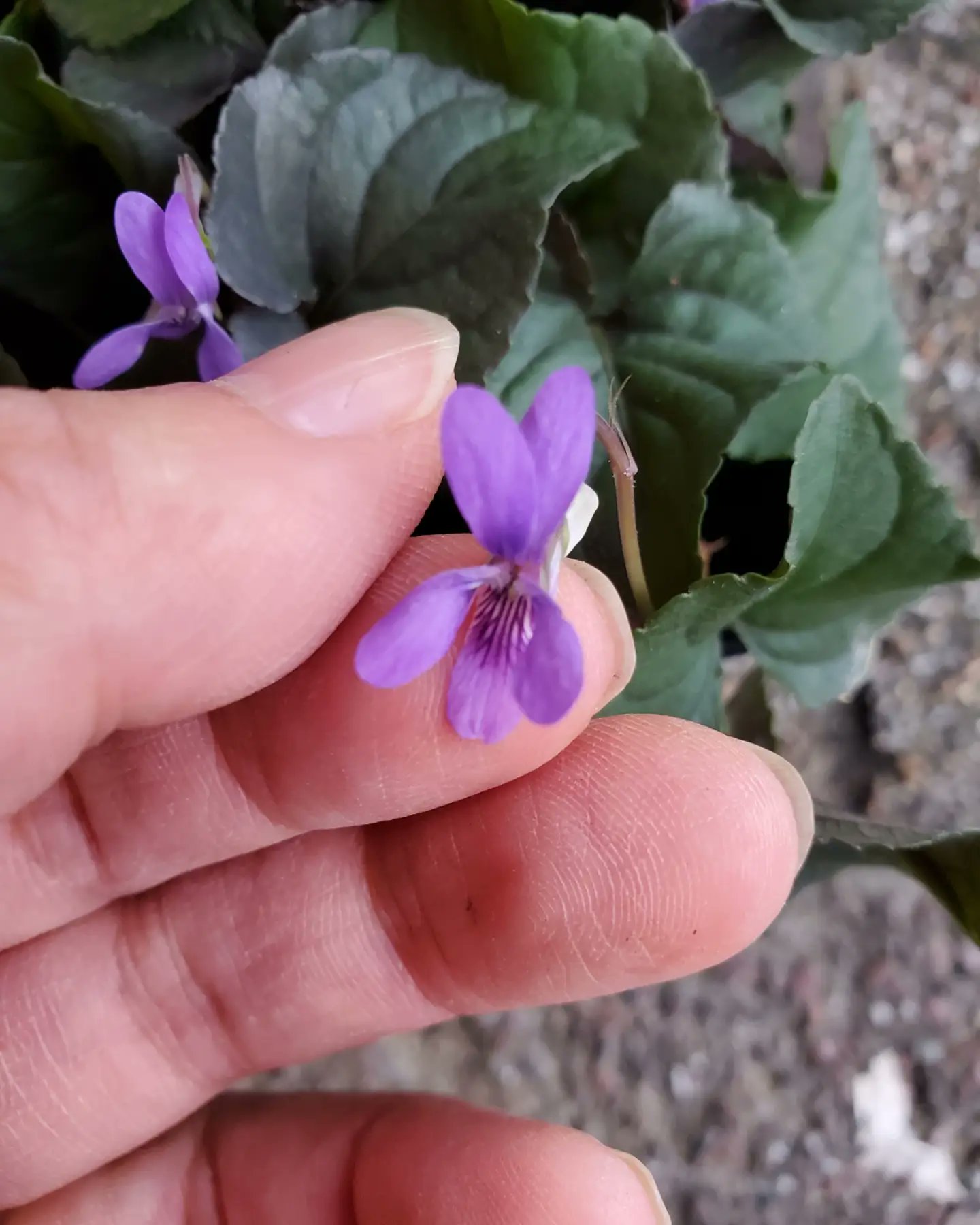 花里 可愛いビオラが仲間入りしました 冬のガーデニングのアクセントにもなる黒葉 耐寒性ばっちり こぼれ種で増えます ビオララブラドリカ ビオラ 耐寒性多年草 こぼれ種で増える 黒葉 ガーデニング 花を飾ろう 花を愛でよう 花を贈ろう 花