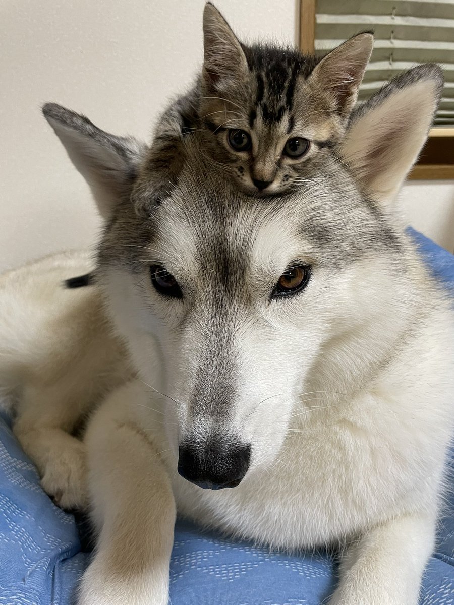 癒される 犬のモフモフ頭に乗っかる子猫に悶絶 可愛さが爆発 脈が乱れます まいどなニュース