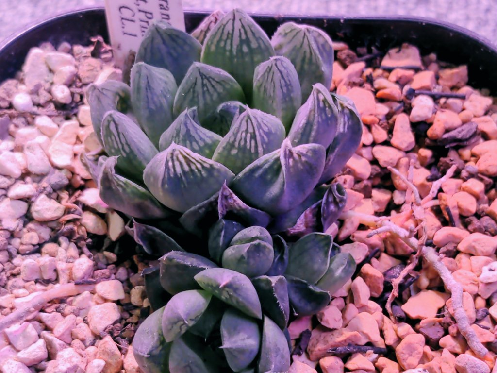 Top Tweets For Haworthia Twstalker