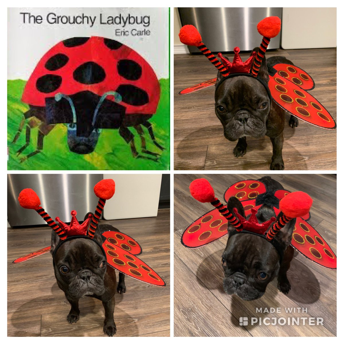 Book character dress up <a href="/PecanCreek/">Jessie7!</a> #hattiethelibrarydog #dentonisdlib #grouchyladybug