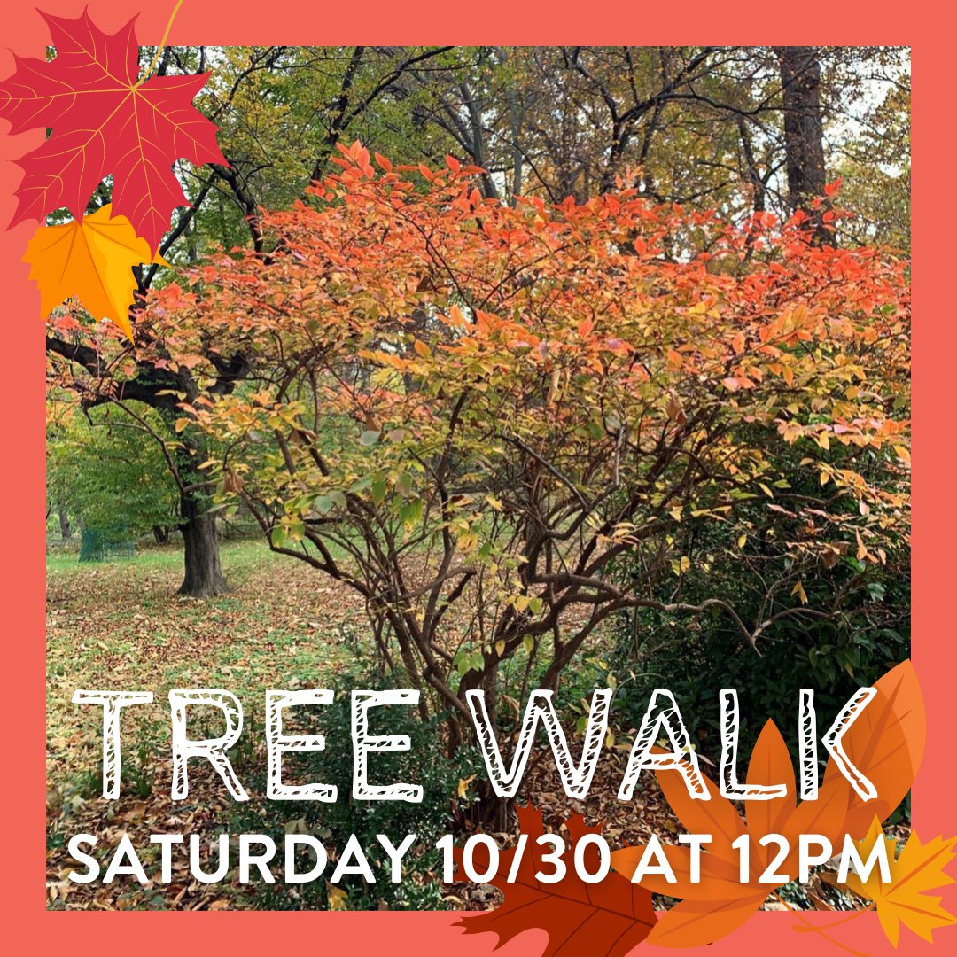 Join us this Saturday 10/30 to walk the gardens and observe the trees in all their fall glory! Free! Virtual tour available.

🍁

TREE WALK: TREES FOR FALL INTEREST
Saturday, October 30
12:00-1:30PM
at Bartram's Garden, 5400 Lindbergh Blvd.

REGISTER: bartramsgarden.org/event/tree-wal…
