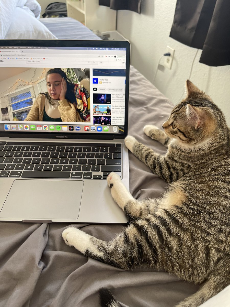 briceslibrary's tweet photo. my cat monet enjoying a nice vlog from miss katie can’t read @onlykatiegreene https://t.co/63sXzwXFxr