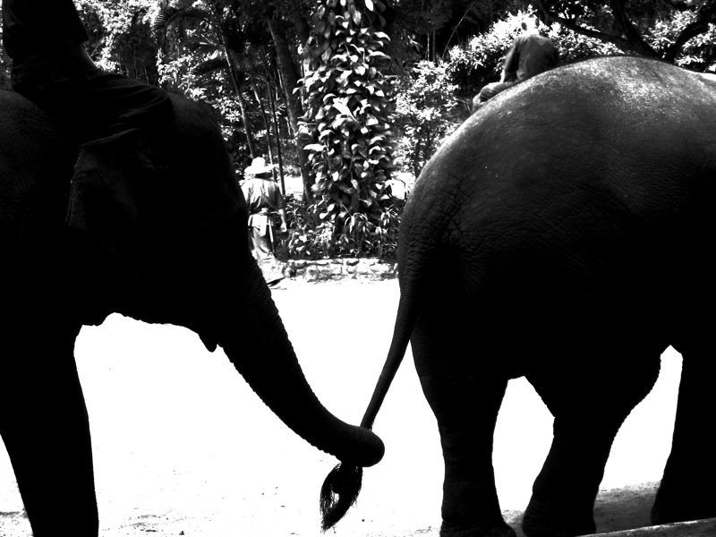 Seeing Invisible Elephants - The Transparency Review is published - and its good news for #transparency and the #familycourt : transparencyproject.org.uk/seeing-invisib…