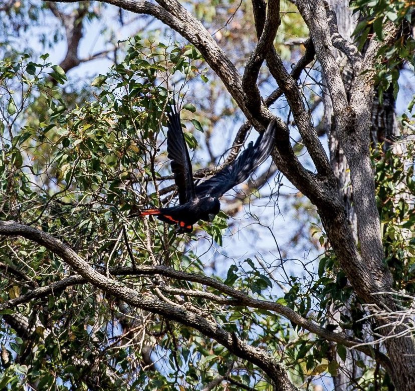 Birdlife Bunbury will join us to undertake a bird survey along the river as part of the Brunswick River Eco event. Meet us at the boat ramp at the end of Eastwell Rd in Australind and stay for morning tea. For all the details and to register head over to our FB events page.