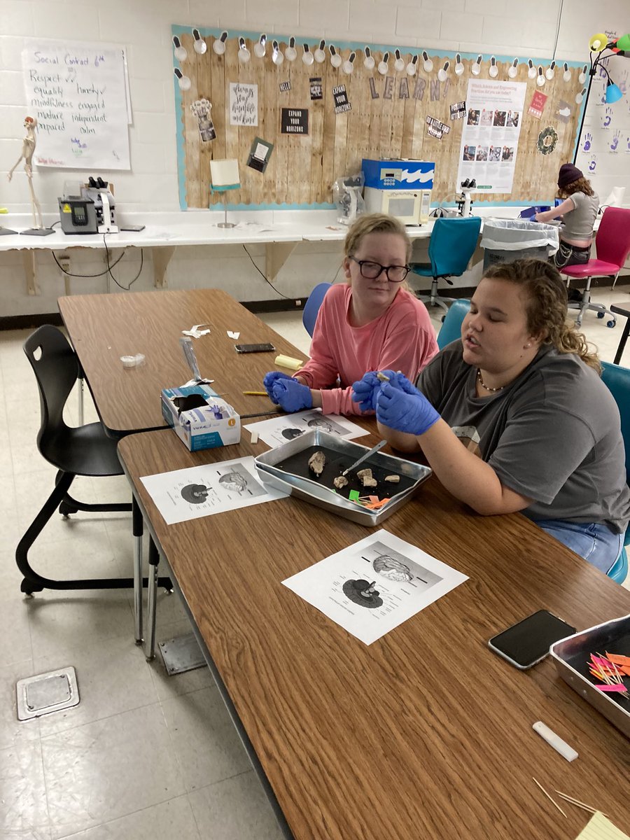 BMattCHS's tweet photo. Sheep brain dissection in HBS! https://t.co/wnbA8OF36y