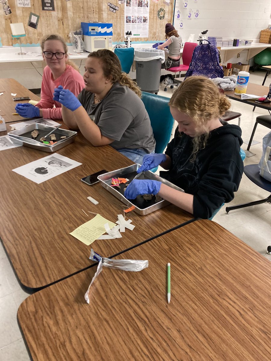 BMattCHS's tweet photo. Sheep brain dissection in HBS! https://t.co/wnbA8OF36y