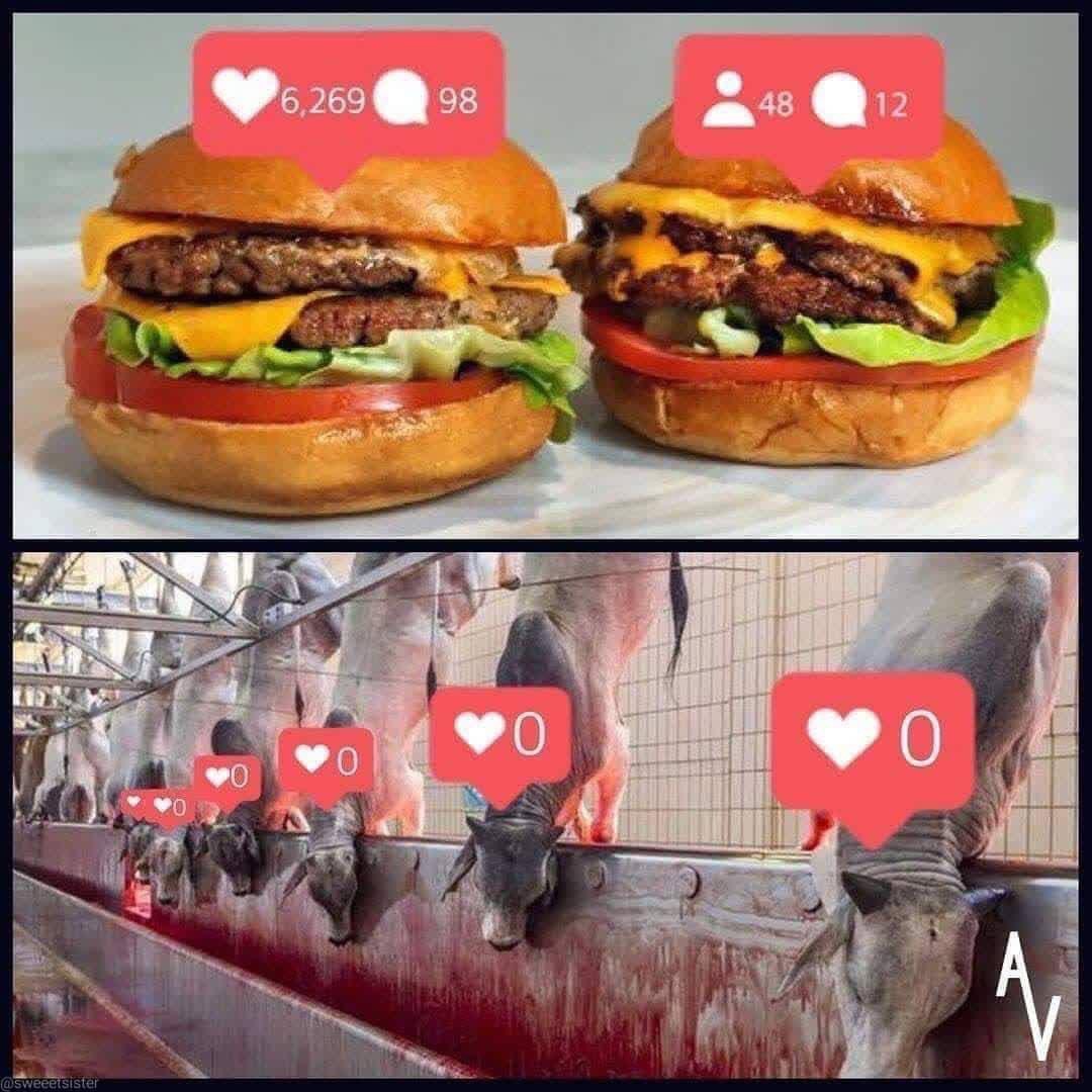 AnimalCareEducationalDiscussions (@acednotraced) on Twitter photo 