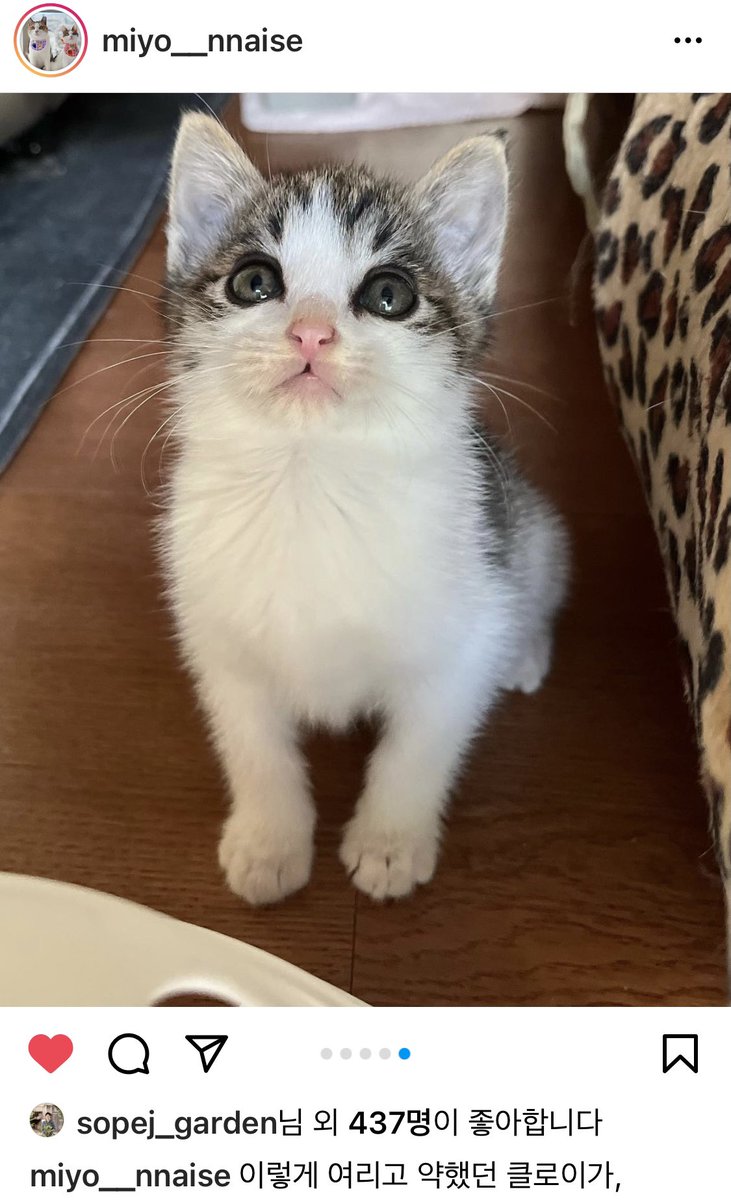 미묘 클로이가 가족을 찾아요. 너무 예쁜 아이 instagram.com/p/CVkhmCUpDec/…