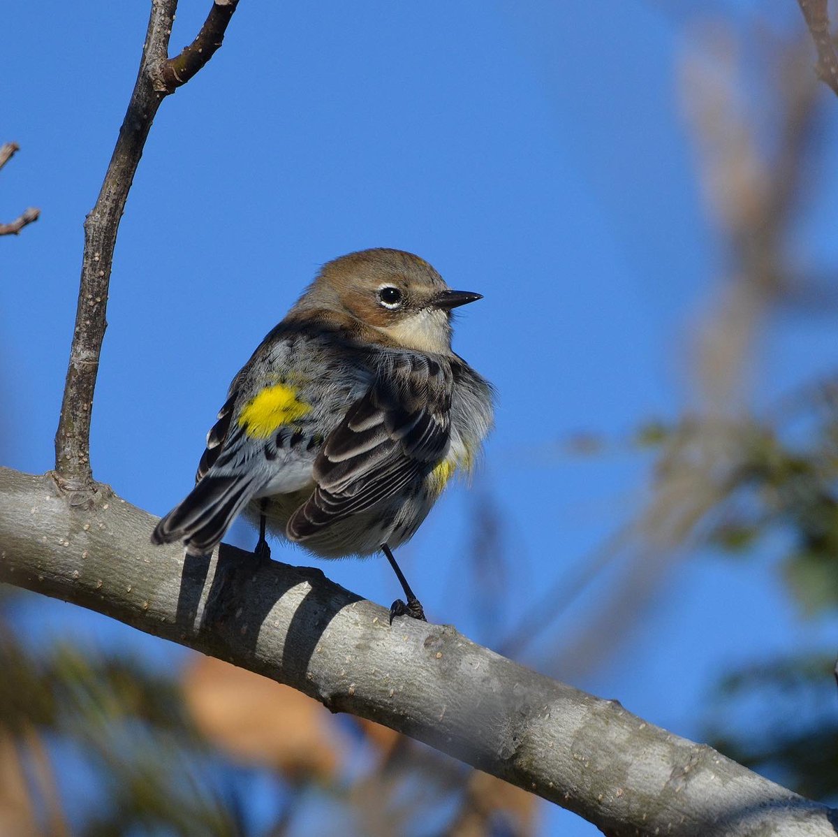 zgillespiephoto's tweet photo. Yellow-rumped Warbler
#yellowrumpedwarbler #myrtlewarbler #butterbutt #warbler #capemaynj #capemay #natureconservancy #capemaypointstatepark #birdsofnewjersey #njaudubon #birdwatching #birdlovers #birds #birding #birdphotography #birdpics #wildlife #nature #photography https://t.co/MiRRBk2rmf