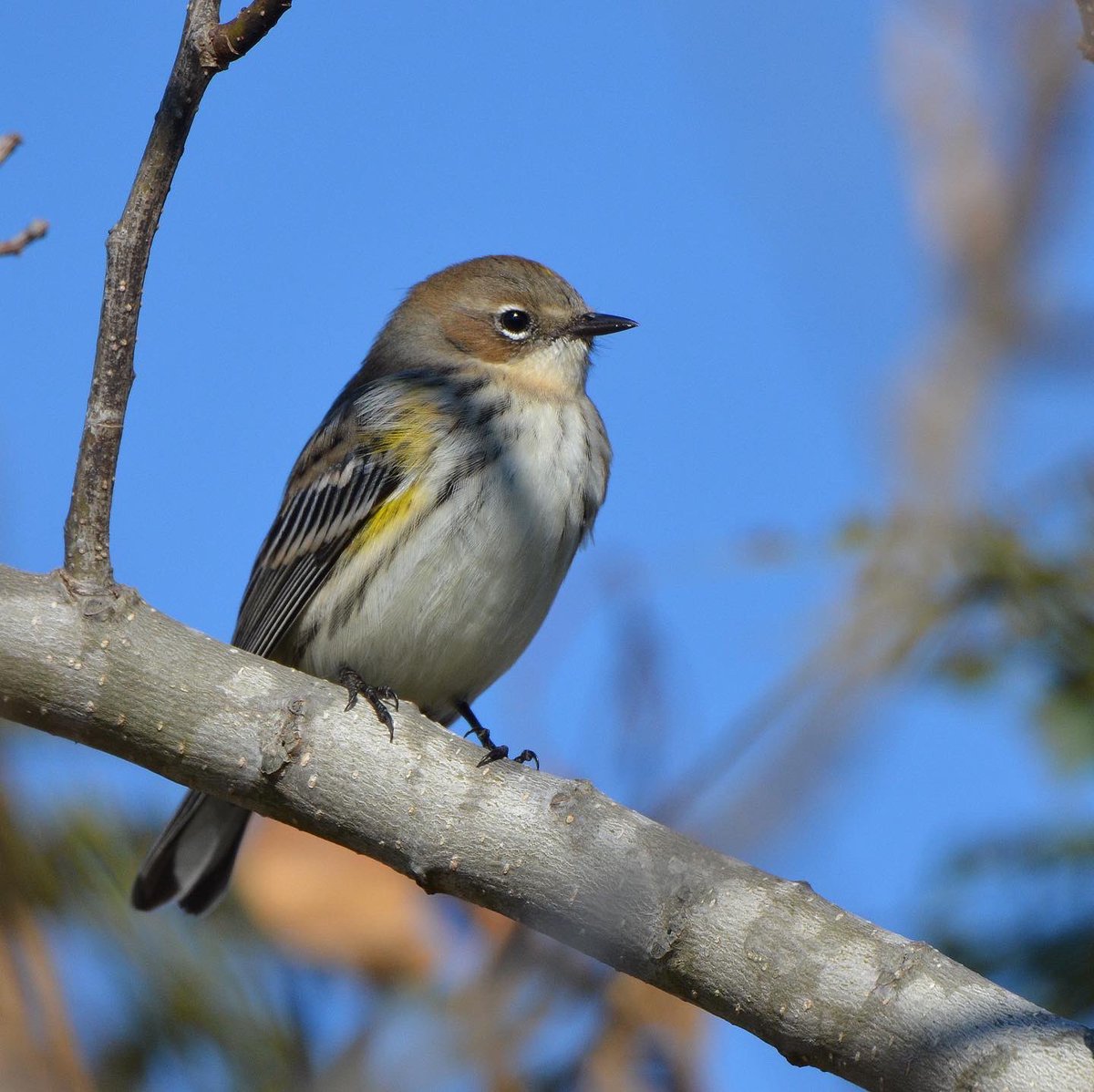 zgillespiephoto's tweet photo. Yellow-rumped Warbler
#yellowrumpedwarbler #myrtlewarbler #butterbutt #warbler #capemaynj #capemay #natureconservancy #capemaypointstatepark #birdsofnewjersey #njaudubon #birdwatching #birdlovers #birds #birding #birdphotography #birdpics #wildlife #nature #photography https://t.co/MiRRBk2rmf