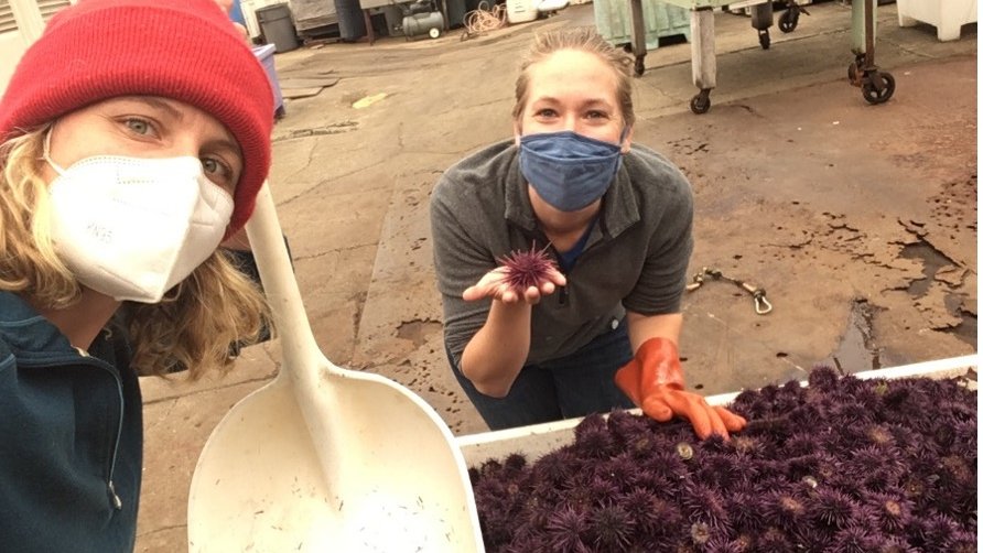 To bring #kelpforests into the classroom, <a href="/keelsmore/">Kristen Elsmore</a> developed a 4th-grade curriculum that integrates perspectives from kelp forest ecologists, restoration practitioners, and commercial #urchin divers, and was funded through a #BilinskiFellowship at Bodega Marine Laboratory.
1/4