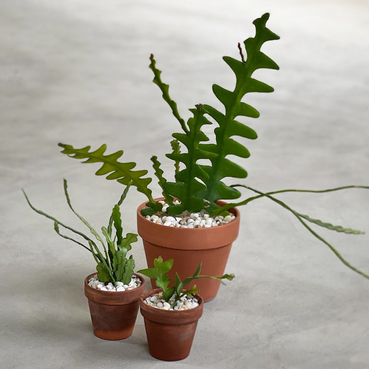 terrapod_sg's tweet photo. PLANT UPDATE on my Epiphyllum anguliger (#FishboneCactus) accompanied by Epiphyllum anthonyanus (#ZigzagCactus) and Selenicereus chrysocardium (#FernLeafCactus). Happy Friday! https://t.co/7MB8PPgqb0