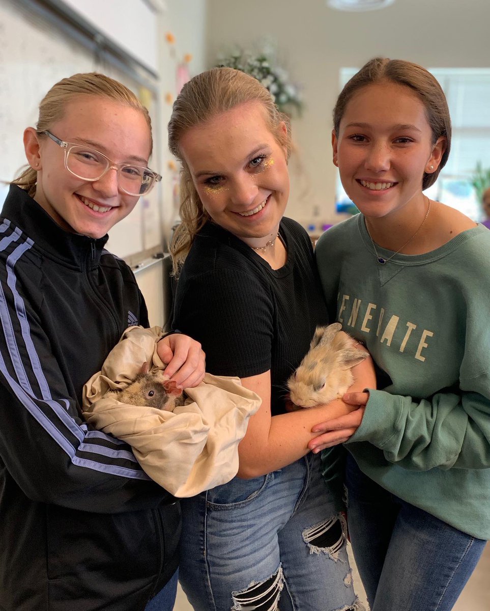Small Animal Management students learned about guinea pigs, rabbits and ferrets this week. Thanks to Greens Pet Store, students have practiced handling techniques on mice, rats, hamsters, guinea pigs and rabbits so far! #GISDgr8ness