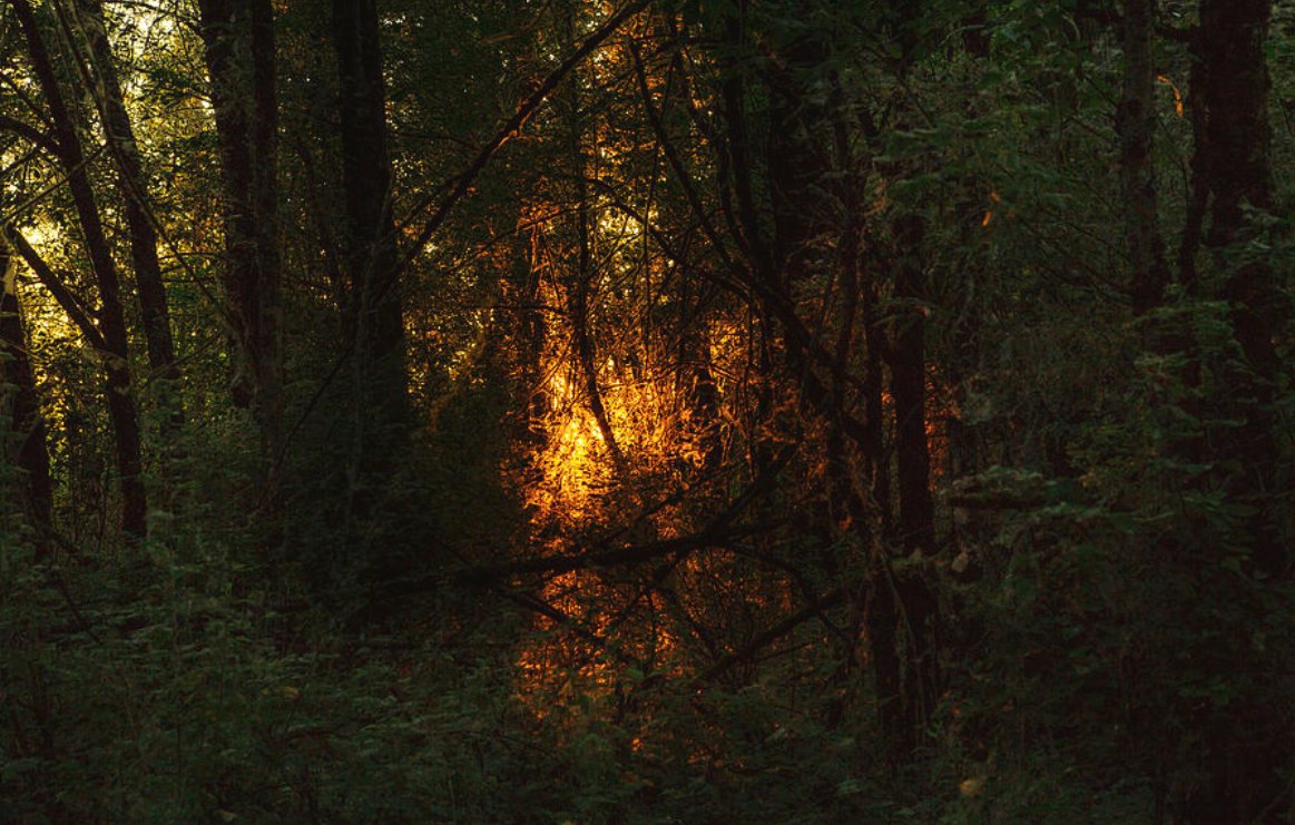 KunalMehraPhoto's tweet photo. What you seek is seeking you - #Rumi 

A summer sunset at the #SmithBybeeWetlands #SmithBybee #PortlandSunset #PortlandSummer #RumiQuotes #HopeQuotes #PortlandHikes #RumiPoems
https://t.co/b8Art2J5A2 https://t.co/XHBr2QGqDo