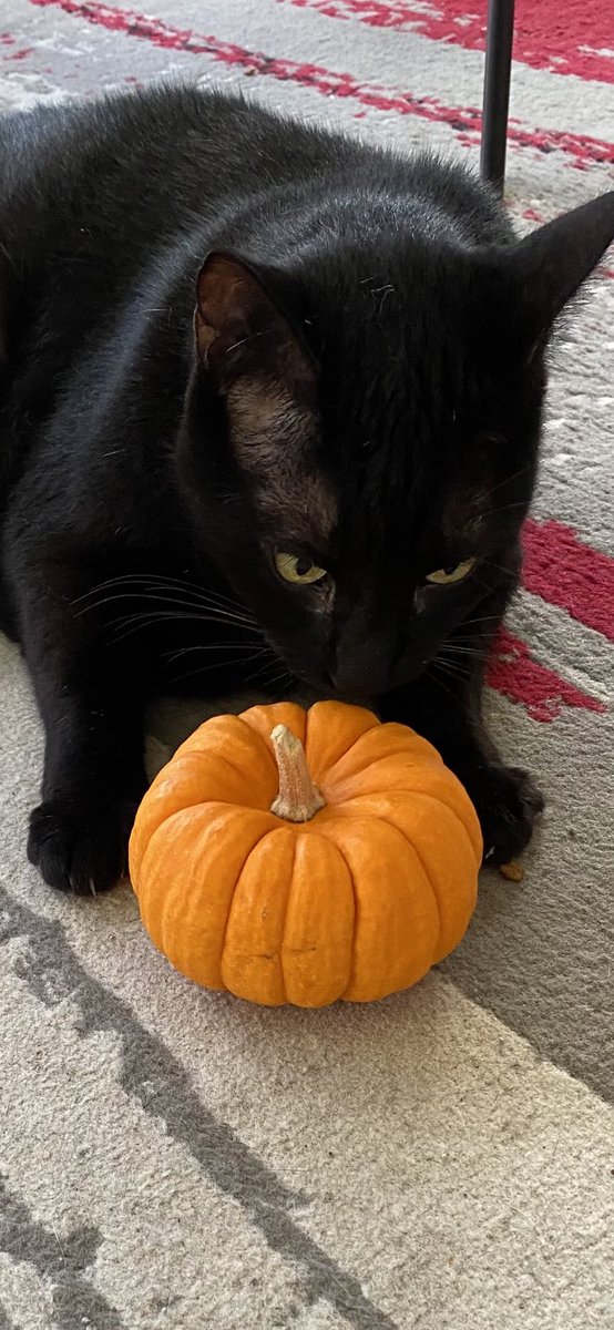 “BB” is  #OneTrackMind .., FOOD!! 👻🐾🎃🐈‍⬛👻🎃😂#HappyHalloween  Do they make 🎃 food for Kitties? 😳🎃😂