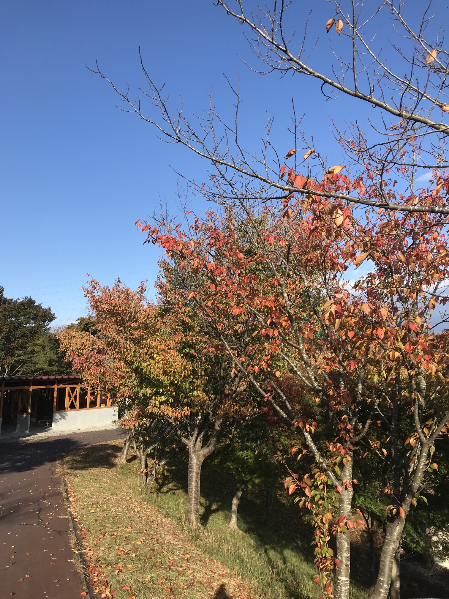 松江市宍道ふるさと森林公園 公式 4月16日 金 リニューアルオープン Forestparkjp Twitter