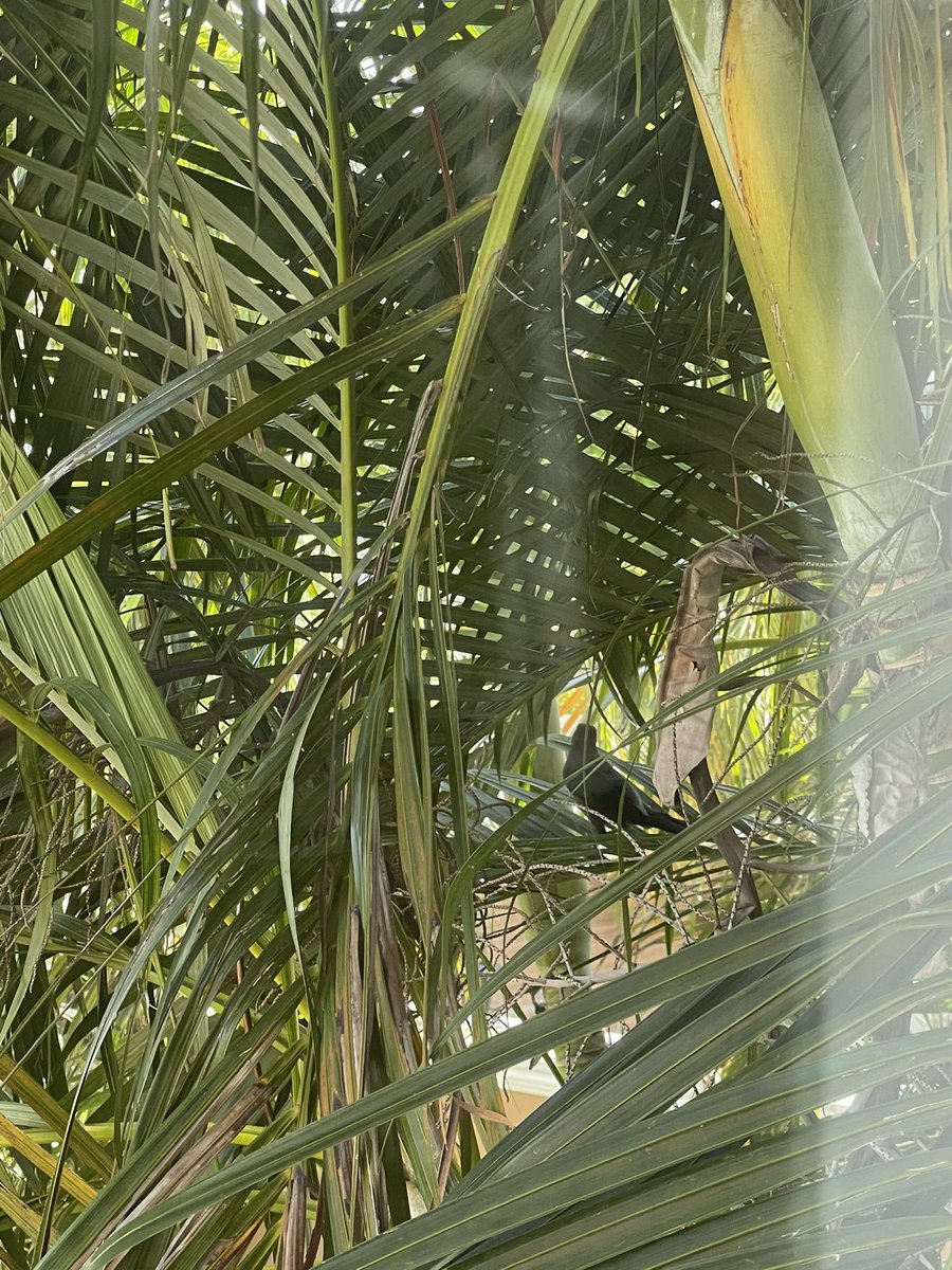 gallinafiedler1's tweet photo. #Animals &amp; #Fish &amp; Their So Beautiful BABIES/YOUTH 😘 That call these beautiful #Forest #Jungles #Trees #Plants #Flowers #Meadows #Land &amp; #UnderBrush not only HOME but FAMILY as well, will live without heartless @GobQuintanaRoo @Crowell_Moring @BaylorLawSchool @MUCVM Cont https://t.co/Sg7kiF50Fg