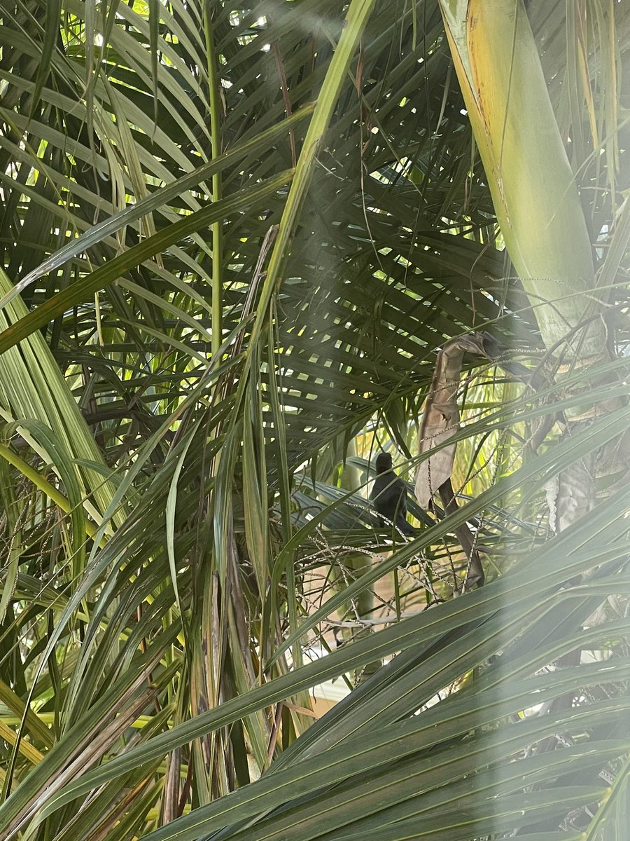 gallinafiedler1's tweet photo. #Animals &amp; #Fish &amp; Their So Beautiful BABIES/YOUTH 😘 That call these beautiful #Forest #Jungles #Trees #Plants #Flowers #Meadows #Land &amp; #UnderBrush not only HOME but FAMILY as well, will live without heartless @GobQuintanaRoo @Crowell_Moring @BaylorLawSchool @MUCVM Cont https://t.co/Sg7kiF50Fg