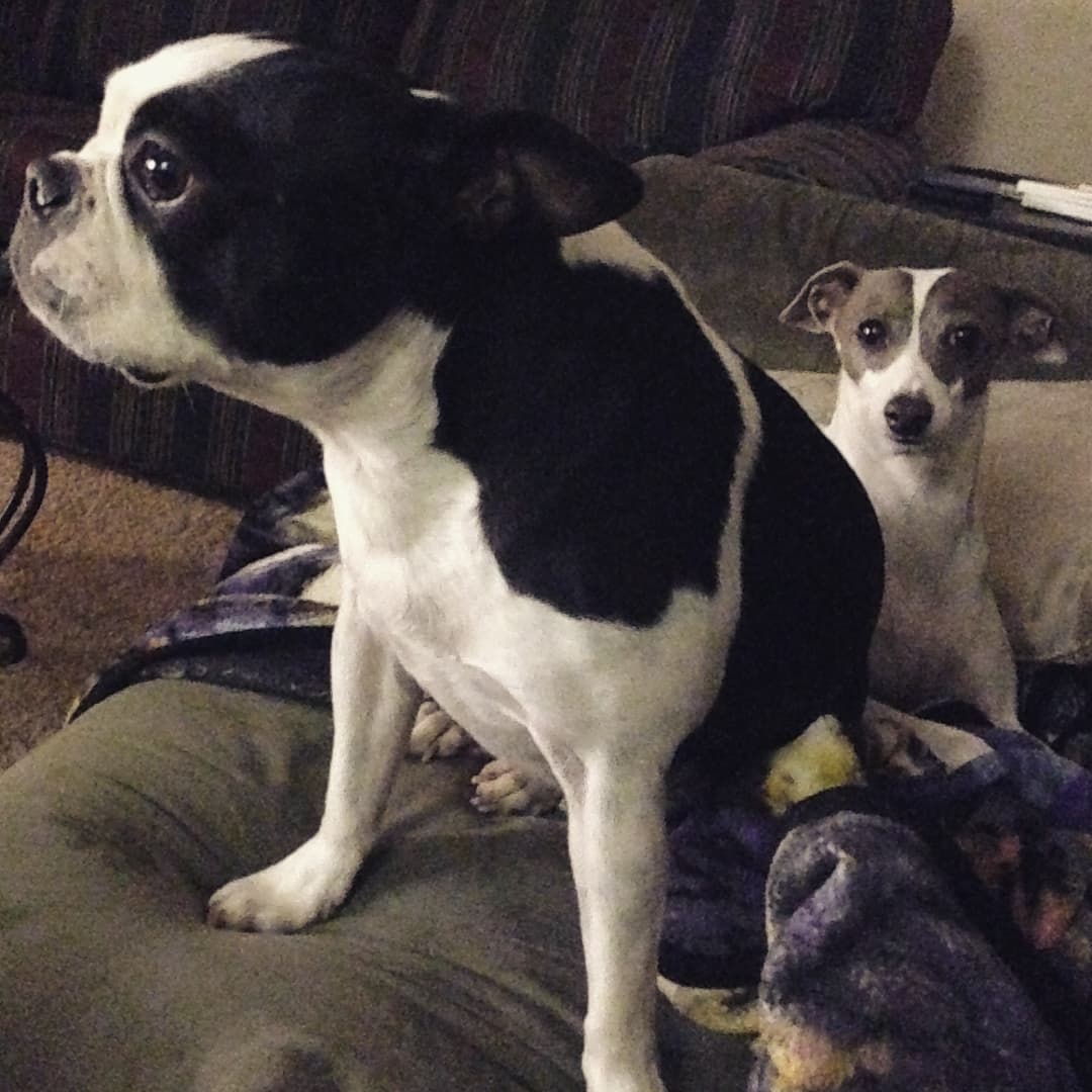 LilyComeHome1's tweet photo. Still missing. Lily is all eye contact. Rosco was no eye contact, but he made sure to get really close to your face while doing it.🟣 #MISSING / #STOLEN 7/31/20 🟣 #HuntsvilleAL / #MadisonAL💲2,500 REWARD ‼️NO QUESTIONS ASKED‼️ALL TIPS ARE CONFIDENTIAL‼️Call, Text, Email Anytime https://t.co/Ca4Q1yDyP8