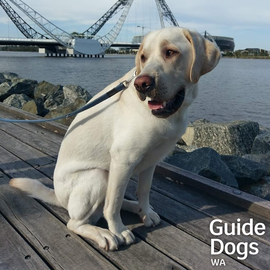 Peter paused for a moment on his walk to strike the perfect pose in front of the Matagarup Bridge. What a handsome boy!  😍

[Yellow Labrador sitting in front of bridge. Guide Dogs WA Logo.]