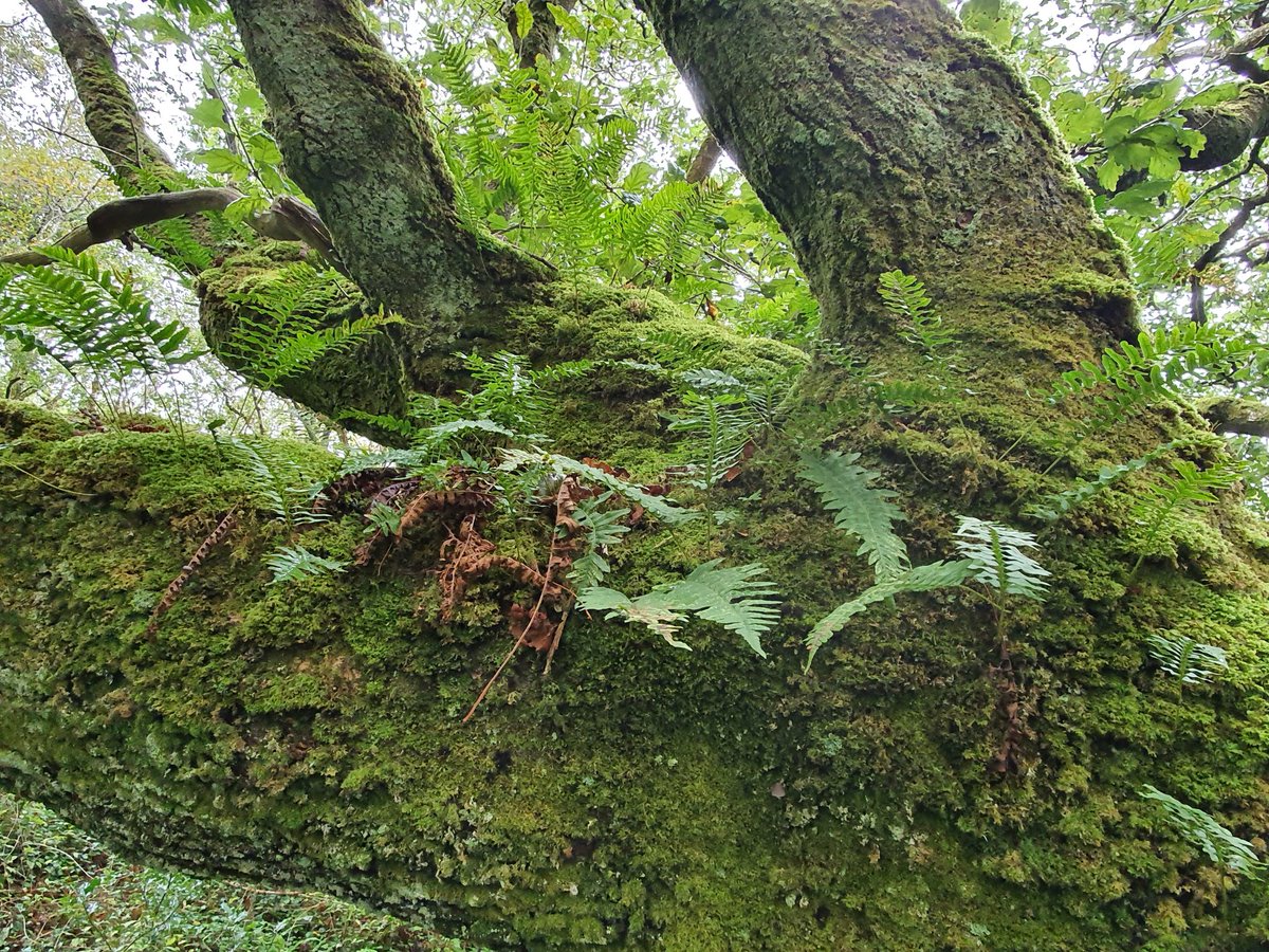 Eoghan Daltun 🌍 (@irishrainforest) on Twitter photo According to <a href="/RobertBohan/">Dr Robert Bohan</a>, trees like this oak in the woods are likely 17th century, ie around 400 years old.
Think of the changes this ancient being has seen, from the destruction, to the return, of her rainforest companions.
If only the same could happen on a FAR wider scale. According to <a href="/RobertBohan/">Dr Robert Bohan</a>, trees like this oak in the woods are likely 17th century, ie around 400 years old.
Think of the changes this ancient being has seen, from the destruction, to the return, of her rainforest companions.
If only the same could happen on a FAR wider scale.