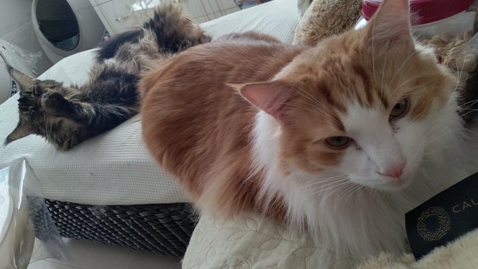 #ノルウェージャンフォレストキャット#メインクーン#猫のいる暮らし #ネコチャンカワイイ 