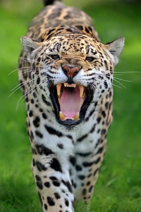 DCR925's tweet photo. El jaguar y su mandíbula asesina
Los jaguares matan a su presa al instante al morderles con precisi��n en el cuello por detrás. Y, para que lo sepas, jaguares y jaguares negros o panteras son la misma especie. Una mutación oscurece al 6% de la población. https://t.co/0FvUVxzoRO