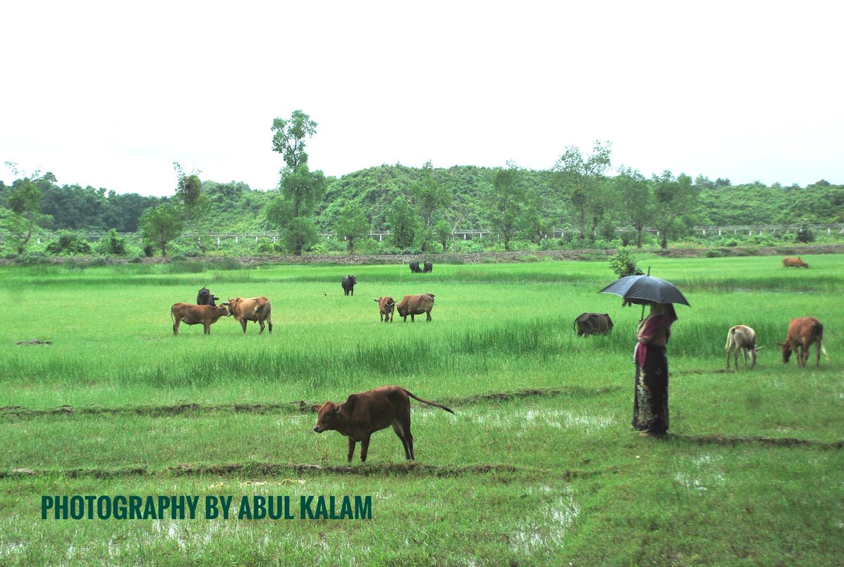kalamabul408's tweet photo. My Nutural photography of the world 🌍📷💚
#Wonderful Shot photo Nutural
#Nutural in Bangladesh
#IN Cox'sBazar, Bangladesh
#Photography by Abul kalam
# Date 2019 to 2021 https://t.co/pOAN2VFzt3