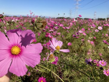 吉見町 埼玉県 のコスモス祭り22見頃 開花状況は もうコスモス畑はありません さいファミ さいたま市ファミリーのためのwebメディア