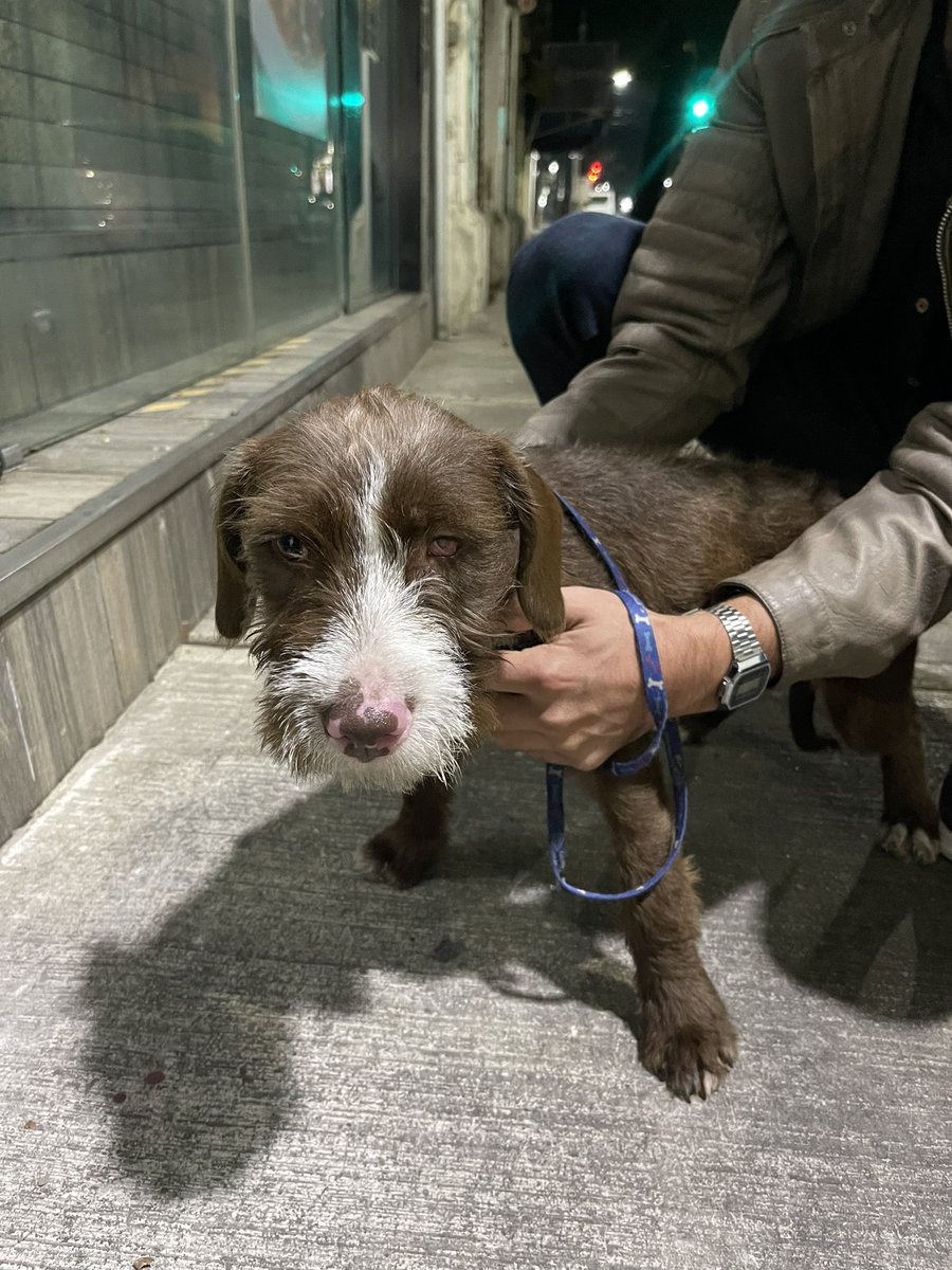 DanniInn's tweet photo. Amigos acabamos de encontrar esta perrita en la col #Juarez aún viene con correa,creemos que es reciente. Si alguien la reconoce favor de contactarme #perroperdido https://t.co/RmfAcFx5so
