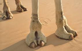 lbchtl's tweet photo. She’s giving camel chic https://t.co/hDbhA3QzKk