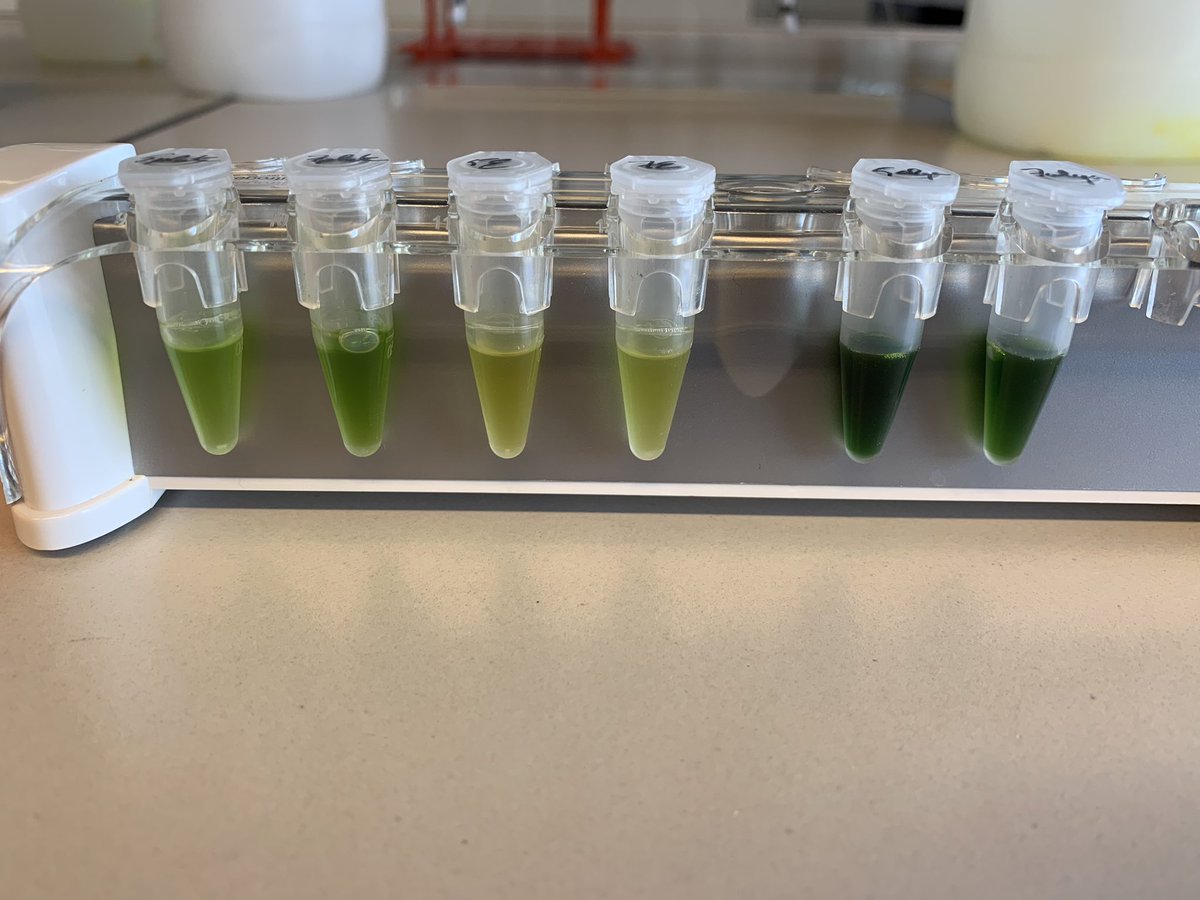Fifty shades of Green 🤢. It seems like Halloween 🎃 👻 is around the corner at the <a href="/pathosense/">PathoSense</a> lab! Any thoughts which green monster is getting tamed here? 👹👽💀

#labfun #halloween #greenmonster <a href="/theuns_bas/">Sebastiaan Theuns</a> #sequencing #phdlife #october #nucleicacids