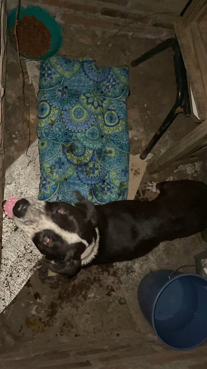pomteh's tweet photo. Hoy rescaté junto a @lucre_rl y vecinos que colaboraron a esta perrita la cual habían dejado abandonada en un supermercado chino, adentro, a la luz del sol, sin agua ni comida. Pudimos sacarla pero aun no conseguimos tránsito. La perra actualmente la tengo conmigo (sigue) https://t.co/hnlt7FwK4C