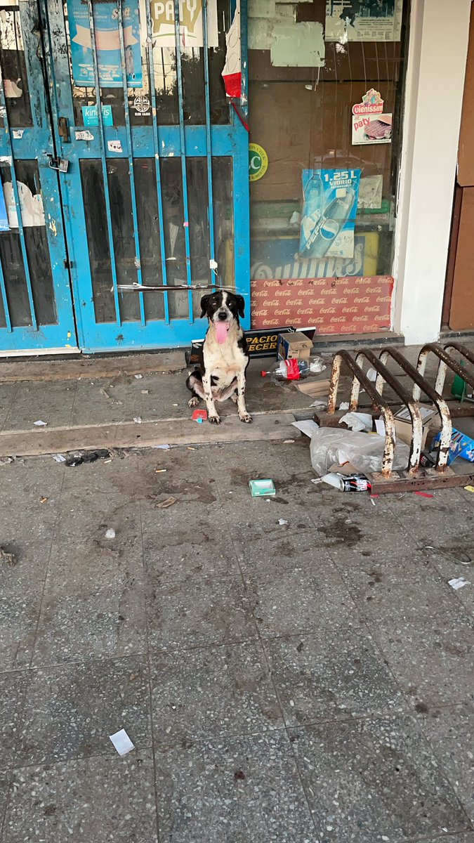 pomteh's tweet photo. Hoy rescaté junto a @lucre_rl y vecinos que colaboraron a esta perrita la cual habían dejado abandonada en un supermercado chino, adentro, a la luz del sol, sin agua ni comida. Pudimos sacarla pero aun no conseguimos tránsito. La perra actualmente la tengo conmigo (sigue) https://t.co/hnlt7FwK4C