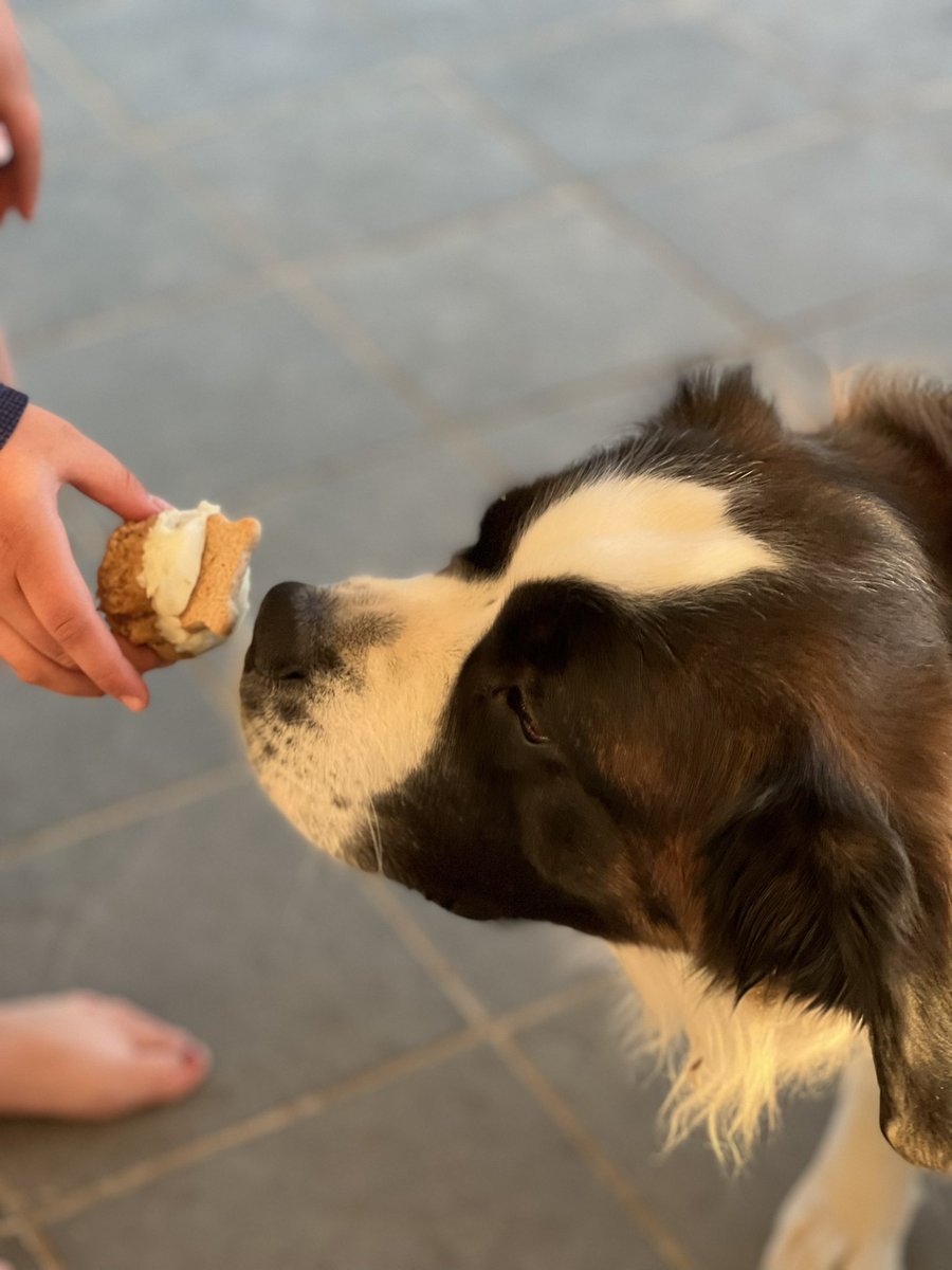 Nicole_Clymer's tweet photo. Joy is loving the treats from “Pawsitively Delish” VCHS Life Skills Bakery where our talented transition students are following a business model to bring delicious treats to their customers. I can’t wait for the next batch! @VCPUSD @VCHSJags @vchsjaguars #vchslifeskills https://t.co/OtHsrBOOdJ