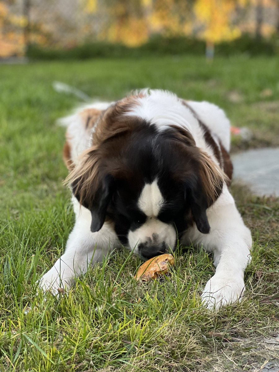 Nicole_Clymer's tweet photo. Joy is loving the treats from “Pawsitively Delish” VCHS Life Skills Bakery where our talented transition students are following a business model to bring delicious treats to their customers. I can’t wait for the next batch! @VCPUSD @VCHSJags @vchsjaguars #vchslifeskills https://t.co/OtHsrBOOdJ