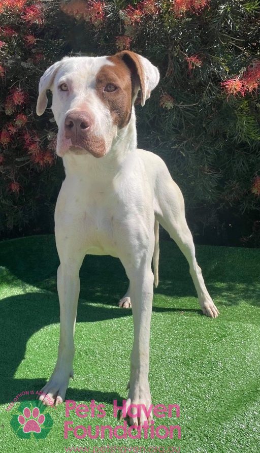 petshaven's tweet photo. Come and meet this beauty. 
Read more about Lola here: https://t.co/eENEMw3PMN https://t.co/iIPCPETjRw