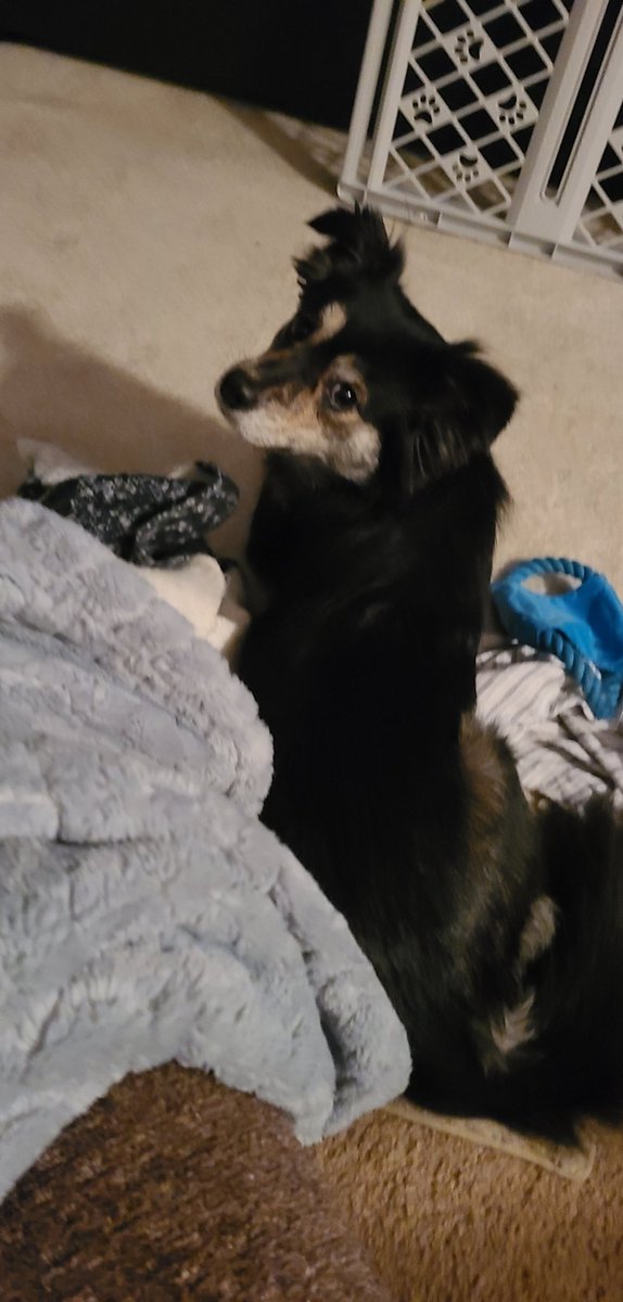 Wonderlandfall1's tweet photo. Wake me up when its a Gramma day. 
I get to spend the weekend wif my Gramma and my best kitty friend Nox. https://t.co/fejSZl4kff