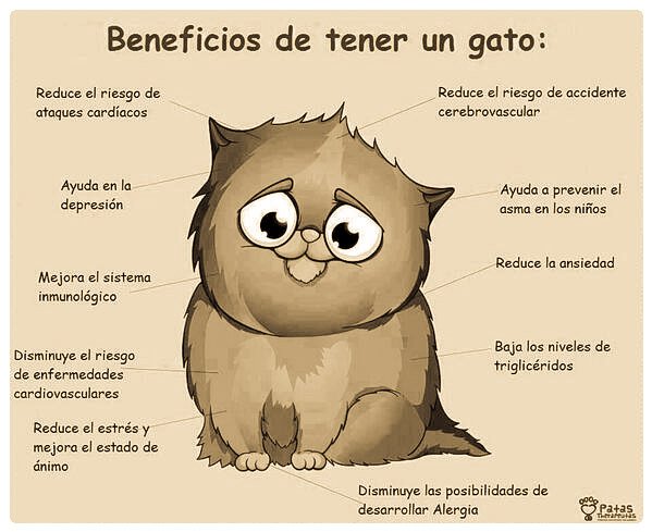 La #AdopcionResponsable de un gato o dos (para que se hagan compañía) alegrará tu vida #AdoptaUnoSinCasa