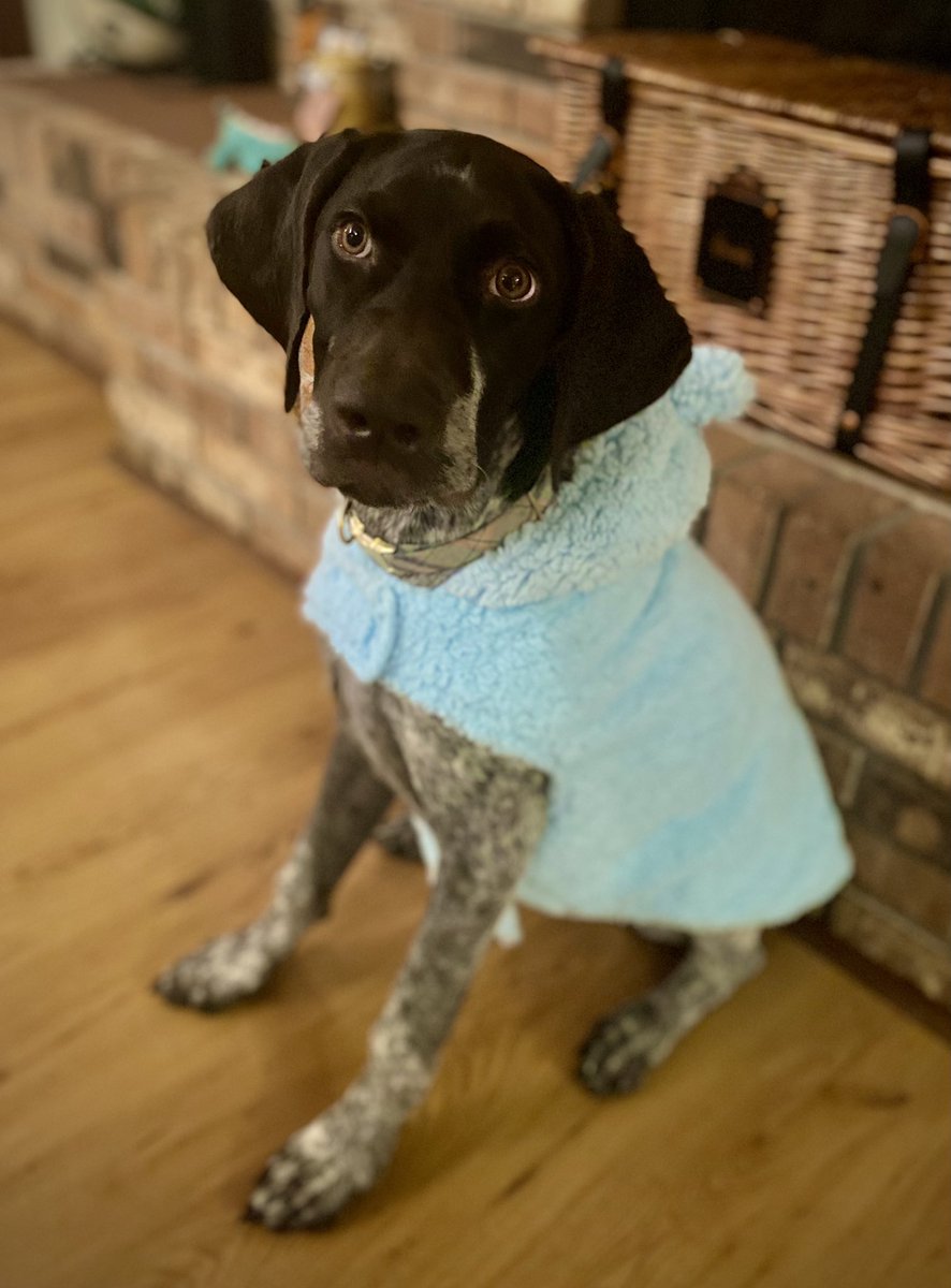 KarenlperryK's tweet image. One of my roles that I love at #msuvets is acting as advisor to our student surgery and feline clubs. Today the SAVS club gave me the gift that smashes all other thank you gifts ever!!! 
Pandora has her first ever #pethoodie and I just cannot get over the cuteness! 💕