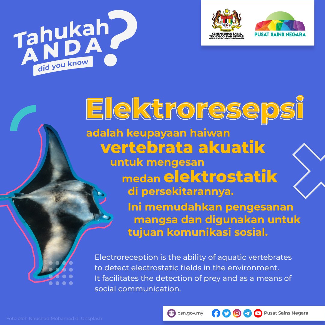 MyScienceCentre's tweet photo. Fauna daratan turut ada sedikit keupayaan ini, namun rintangan udara yang tinggi mengehadkan peredaran arus elektrik.
#electroreception #TahukahAnda #faktasains #sciencefacts #pusatsainsnegara #mosti #jomterokaisains https://t.co/pgAgF1y5Rz