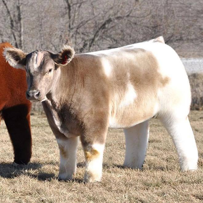 CowVibesOnly's tweet photo. https://t.co/AUjfsxCF5g