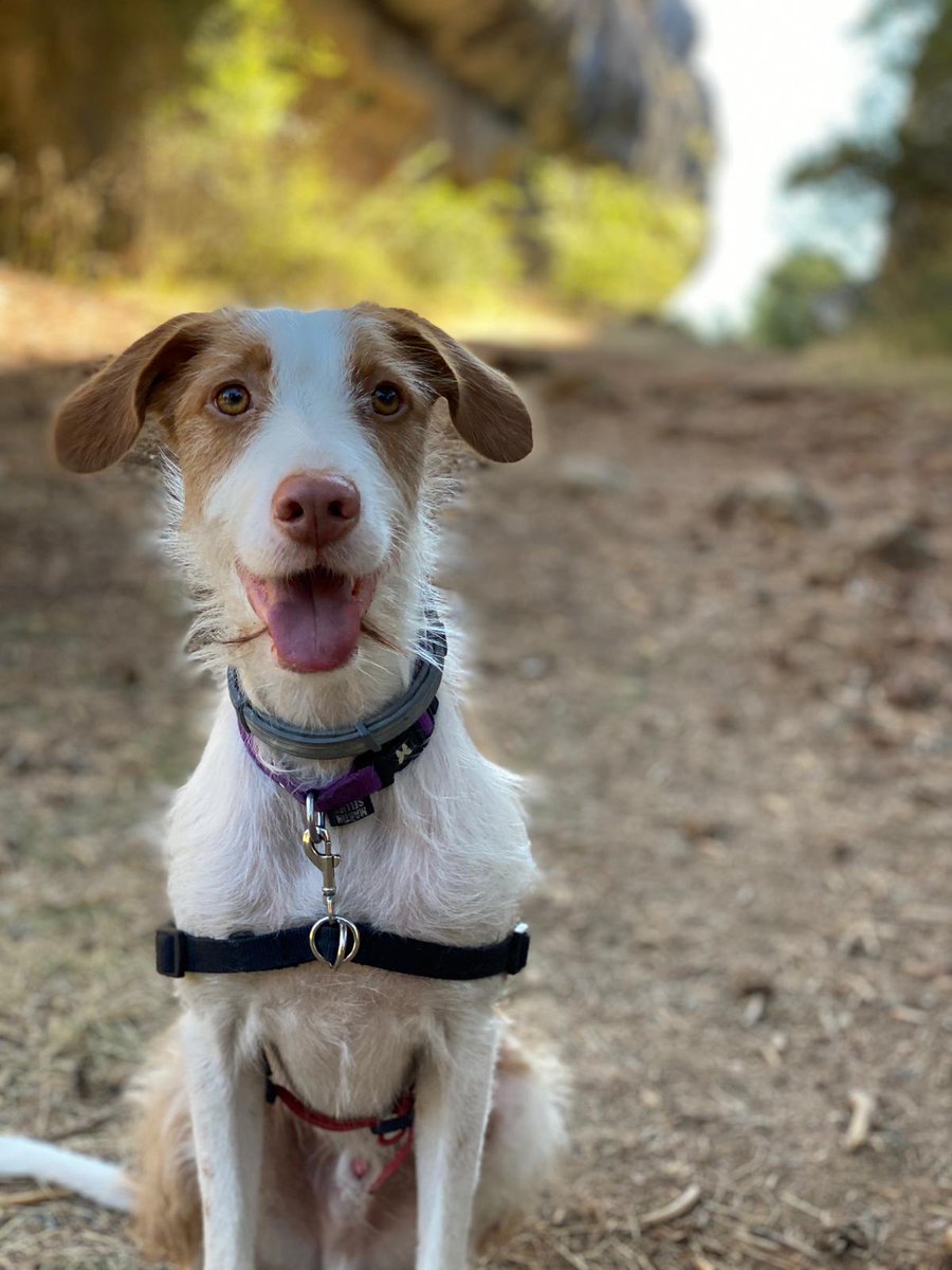 cjcluarca's tweet photo. @PCVillalbilla @PCivil_Arganda Les rogaría que pudieran retuitear la búsqueda de nuestro querido perro Oggy lleva mucho tiempo perdido, pero no paramos de buscarlo con la esperanza de encontrarlo y muy agradecida si quiere poner su búsqueda  que bonito si alguien encontrara algún rastro.
De corazón mil gracias https://t.co/eZApzpYl3U