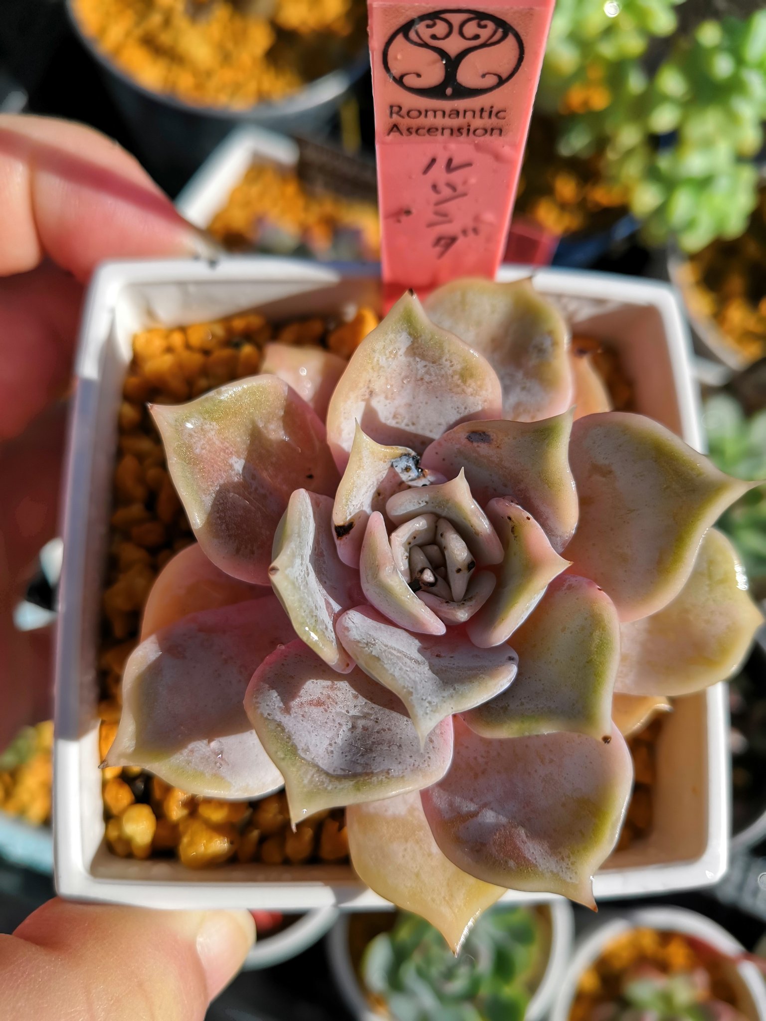 おこんまる この中心辺りの黒いブツブツはなんでしょうか カビ 虫 多肉植物 タニラー ルシンダ T Co 058as1agxu Twitter おこんまる この中心辺りの黒いブツブツはなんでしょうか カビ 虫 多肉植物 タニラー ルシンダ T Co 058as1agxu Twitter