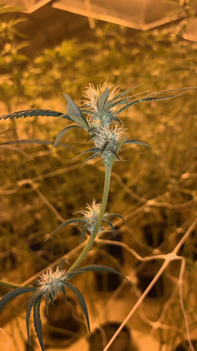 RawLikeSush's tweet image. #matchone